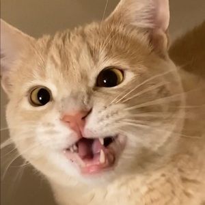 Meet your Posher, Grace